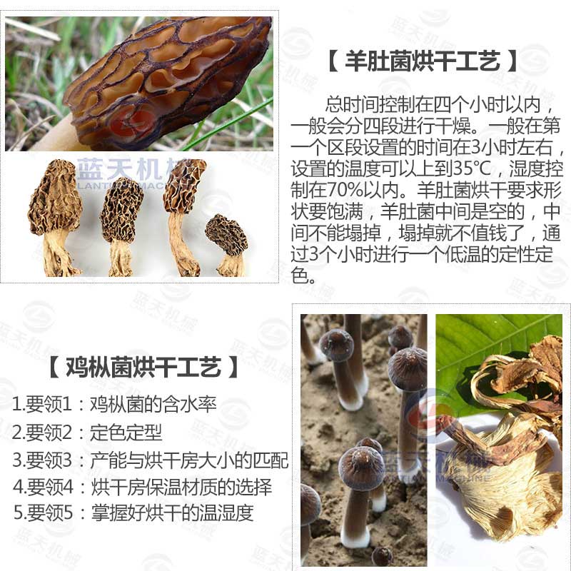羊肚菌烘干機烘干工藝