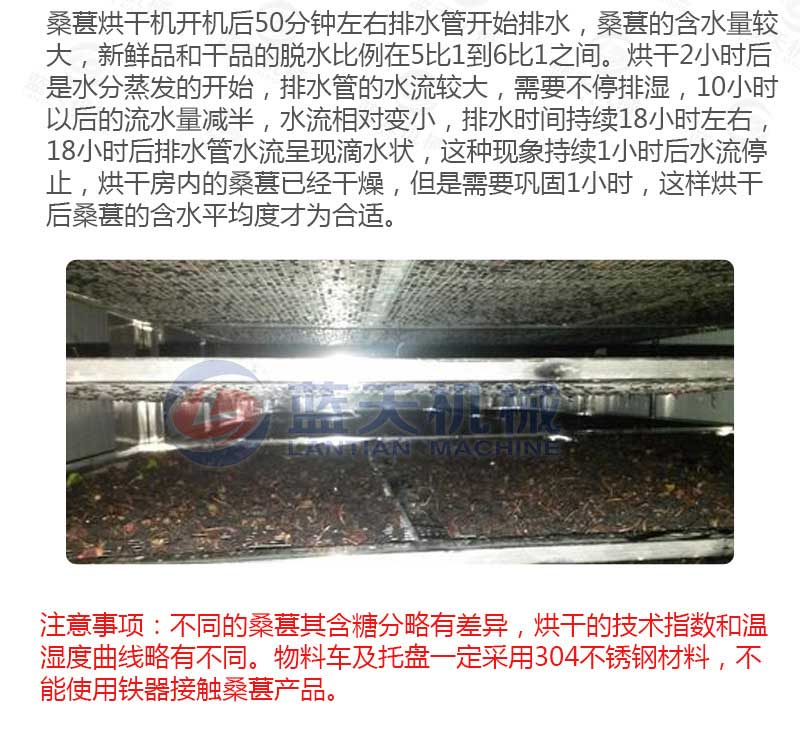 桑葚烘干機烘干工藝